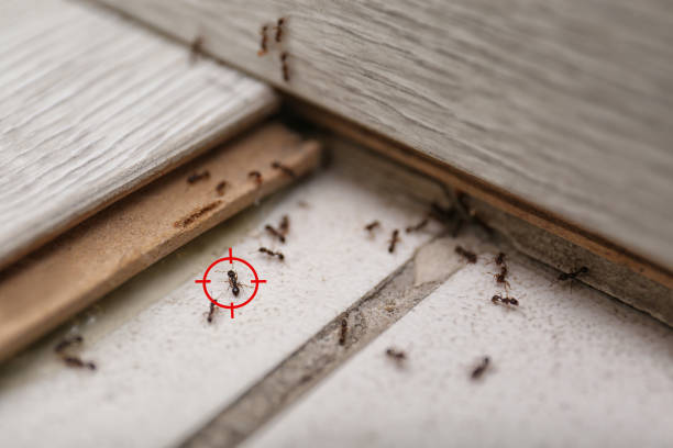 Best Exterminator Services  in Little Elm, TX