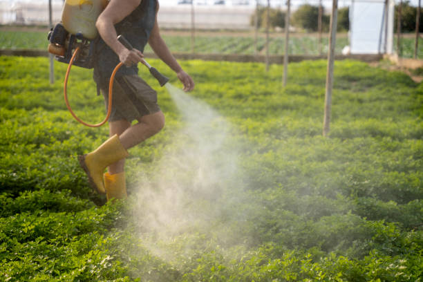 Best Pest Prevention Services  in Little Elm, TX