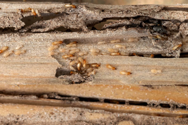 Best Rodent Control Near Me  in Little Elm, TX