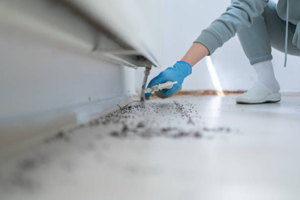 Best Insect Control  in Little Elm, TX